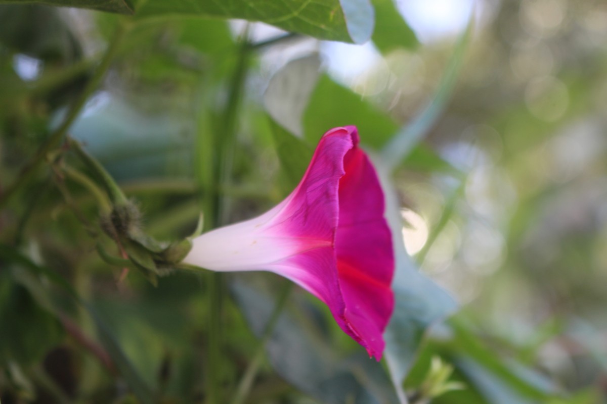 Ipomoea purpurea (L.) Roth